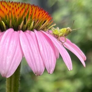 Meet your Posher, Kris <3